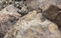 ÃÂ Yellow Spotted Keelback snake close up of juvenile snake hiding in rocks around water bodies